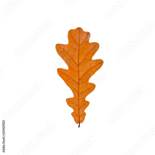 Brown Autumn dried leaf oak isolated on white