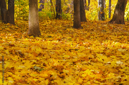 Colorful autumn landscapes with trees and orange and yellow leaves. Moscow, Russia. photo