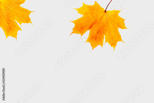 Autumn composition. Frame made of dried maple leaves on grey background. copy space