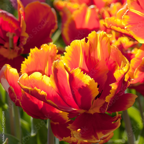 big fluffy bright red with a yellow border tulip in the sun in the park