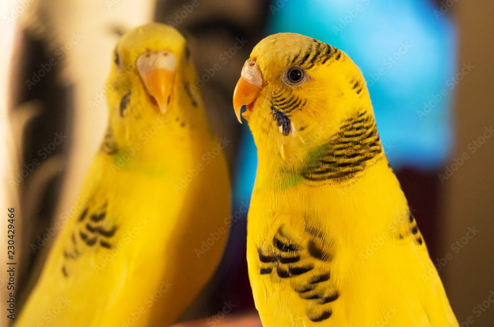 Obraz premium Yellow budgerigar (Melopsittacus undulatus) close up portrait. Female seating in front of mirror and speaking with his imaginary friend