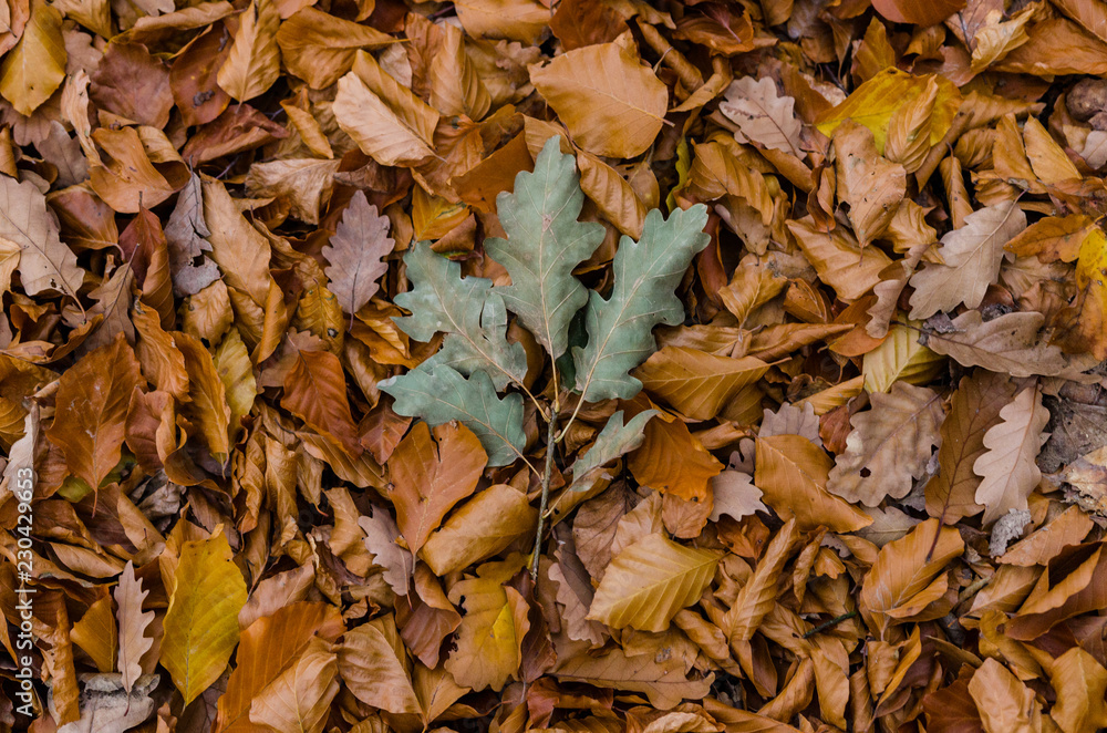 Colorful leaves on the ground - green oak and orange leaves Colorful leaves on the ground - green oak and orange leaves