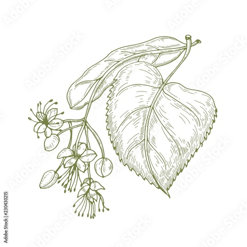 Monochrome drawing of linden leaves and beautiful blooming flowers or inflorescence. Medicinal plant hand drawn with contour lines on white background. Botanical vector illustration in vintage style. photo
