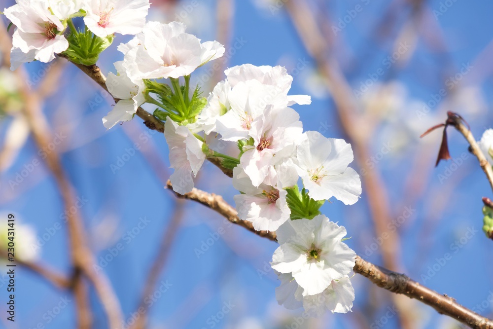 Obraz premium 季節外れに咲いた桜