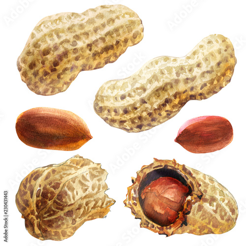 Dried shelled peanuts and cracked peanuts, raw peanut, organic nut isolated, hand drawn watercolor illustration on white photo