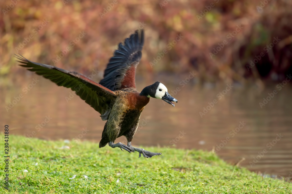 Obraz premium dendrocigna faccia bianca in atterraggio