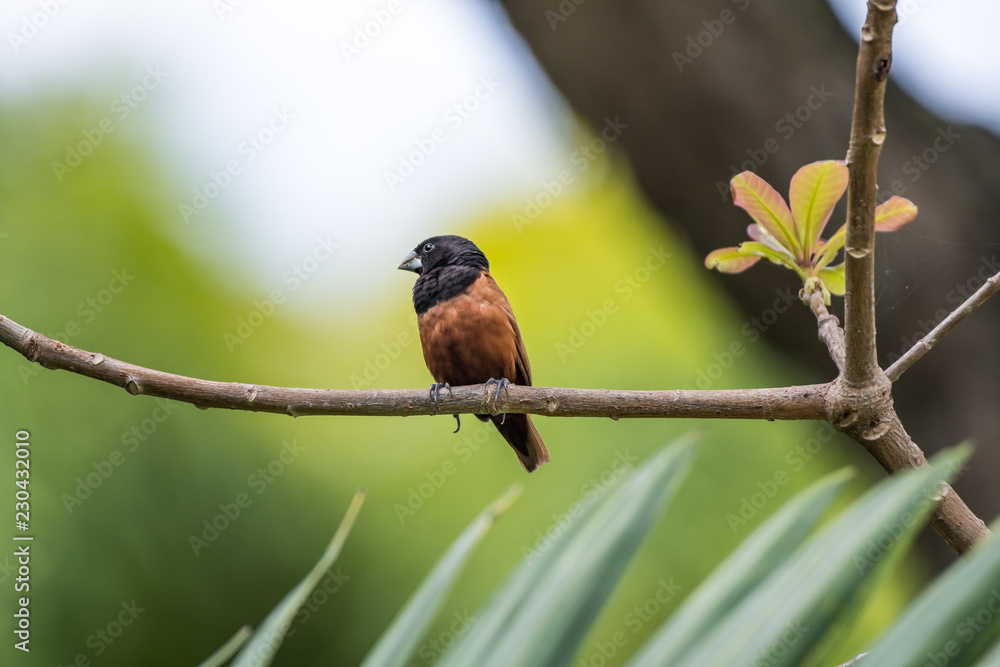 Chestnut Munia (Lonchura atricapilla) Chestnut Munia (Lonchura atricapilla)