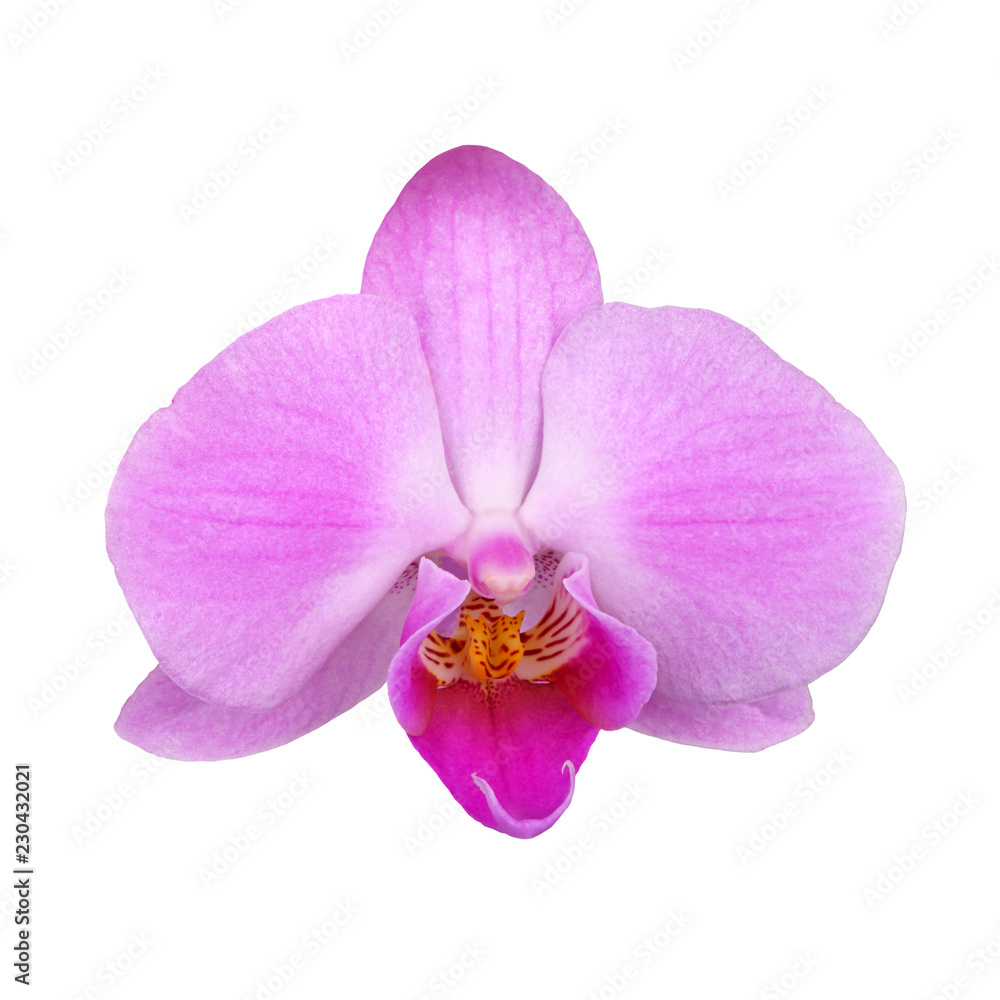 Flower of a purple Phalaenopsis orchid isolated Flower of a purple Phalaenopsis orchid isolated