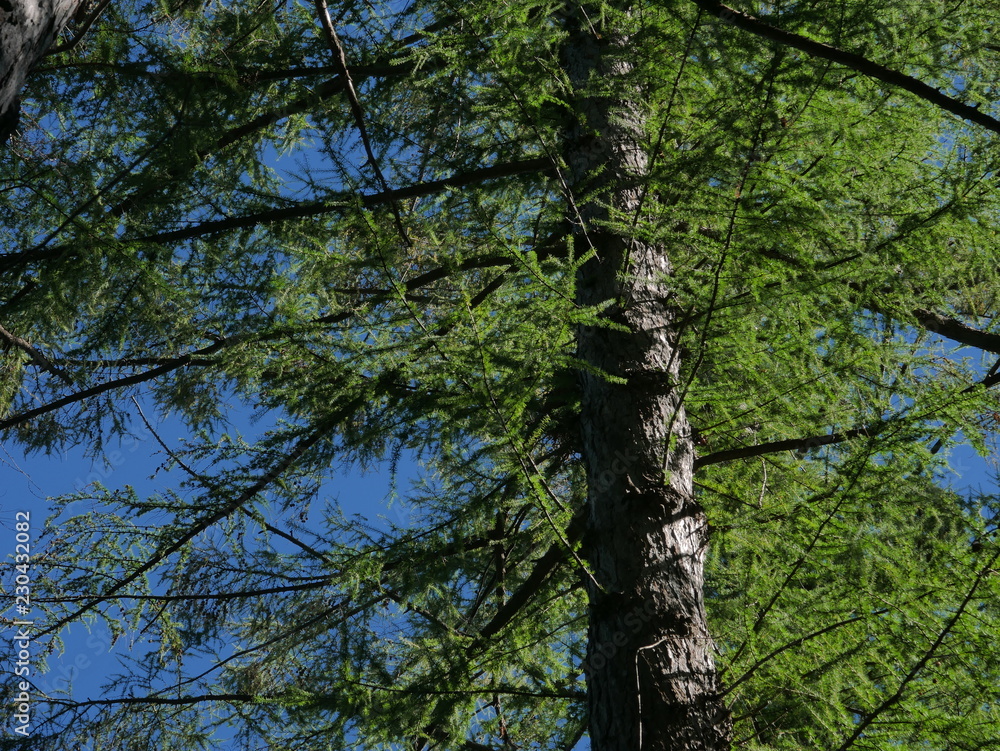 Fototapeta premium trees in the forest