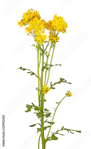 Stem with bright yellow flowers of cressleaf groundsel isolated on white