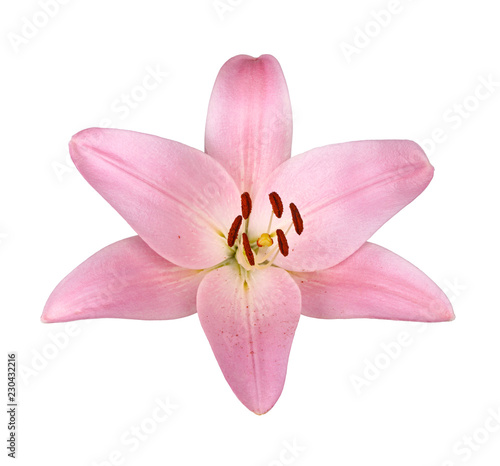 Fototapeta Naklejka Na Ścianę i Meble -  Single flower of a pink lily culivar isolated