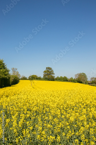 Yellow fields of summer.