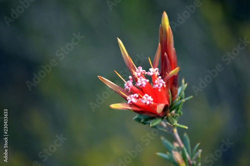 Red flowers of the Australian native Mountain Devil, Lambertia formosa, family Proteaceae, growing in heath, Little Marley Firetrail, Royal National Park, east coast NSW, Australia.  photo