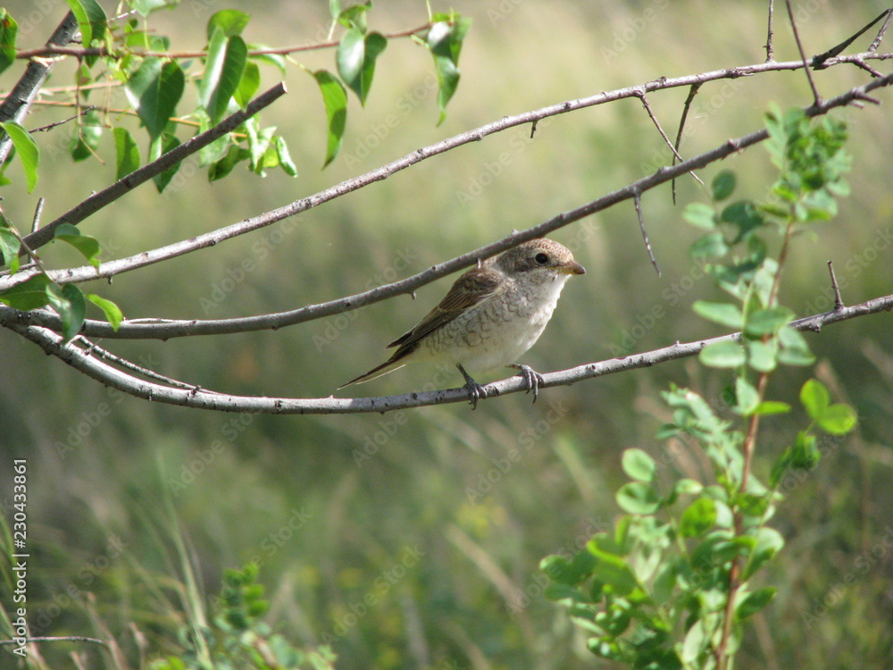 Obraz premium sparrow on branch