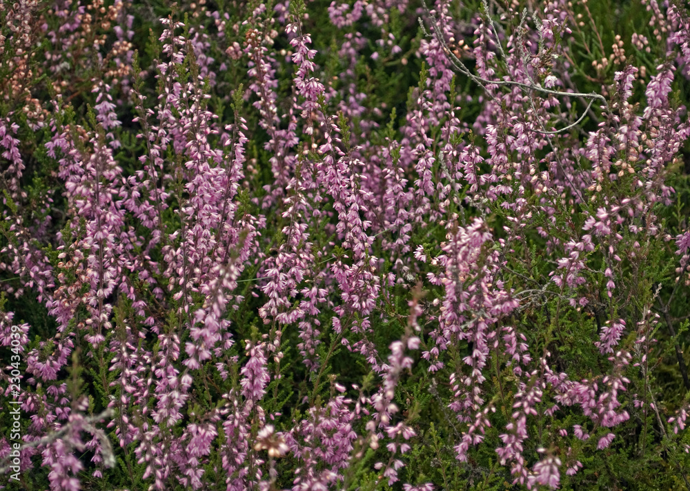 Fototapeta premium die größte zusammenhängende Heidefläche Mitteleuropas