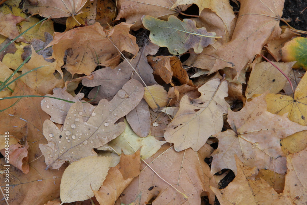 Fototapeta premium autumn leaves on wooden background