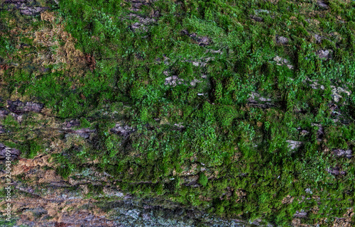 Moss green texture. Moss background. Green moss on grunge texture  background