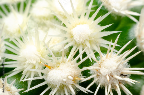 macro of beautiful sharp thorns cactus