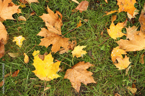 yellow maple leaves on grass