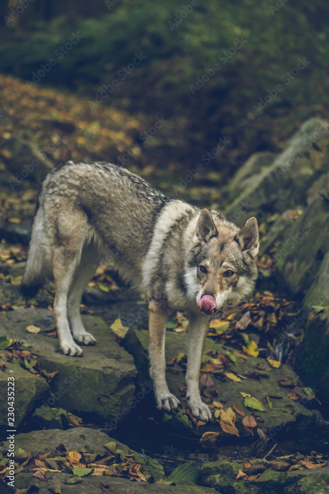 Fototapeta premium Autumn portrait of white, grey, reddish and black Czechoslovakian wolfdog standing on stones covered with yellow and orange leaves, licking with his pink tongue, vertical image, blurry background