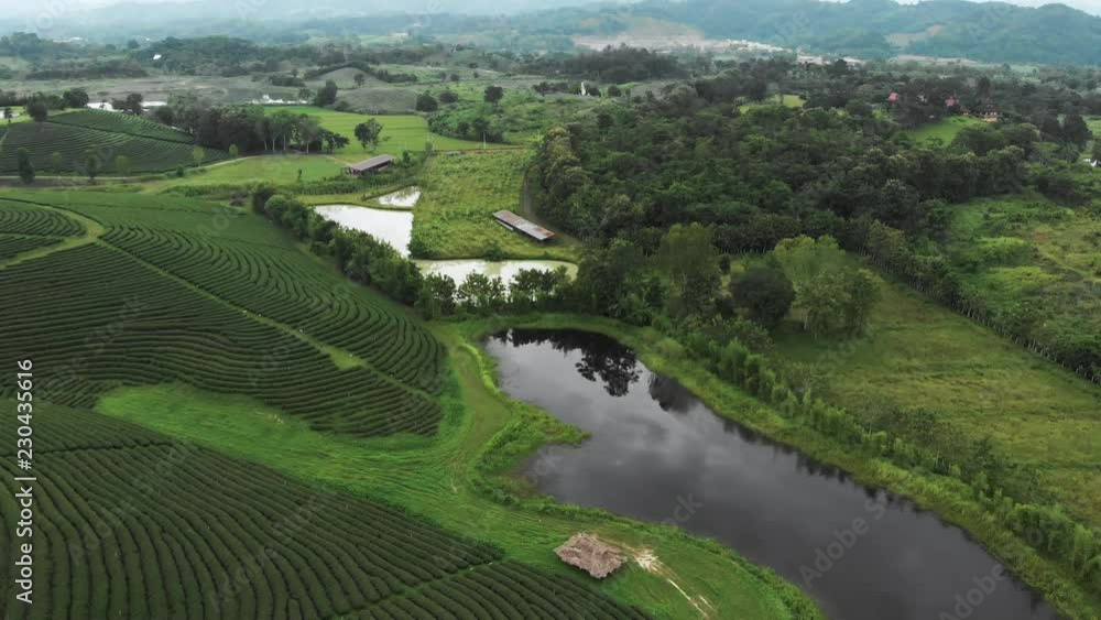 Beautiful fresh green tea plantation in Asian country, Chiangrai Thailand Beautiful fresh green tea plantation in Asian country, Chiangrai Thailand