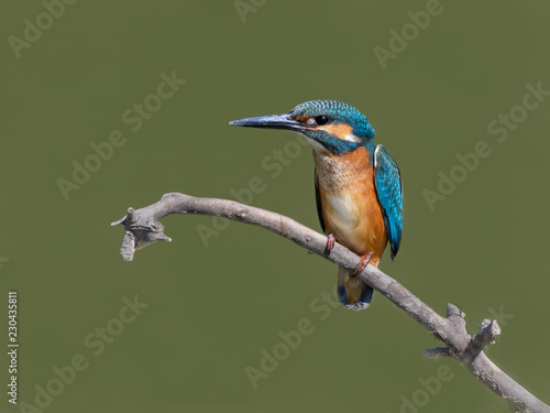 Common Kingfisher Portrait on Green Background