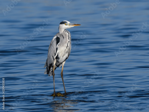 Grey Heron Standing on the Pond, Portrait © FotoRequest