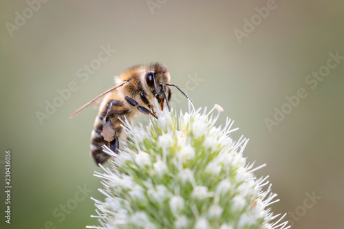 Eine Biene weidet und bestäubt Elfenbein-Mannstreu - Eryngium-Giganteum © DirkDaniel