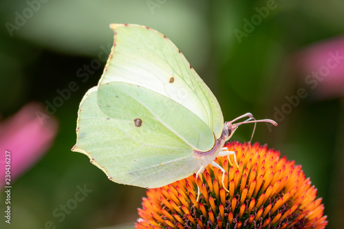 Zitronenfalter - Gonepteryx rhamni saugt mit seinem Rüssel, Nektar aus einen Roten Sonnenscheinhut - Echinacea purpurea photo