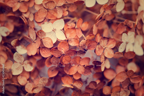Dry hydrangea flowers on close-up. Background.