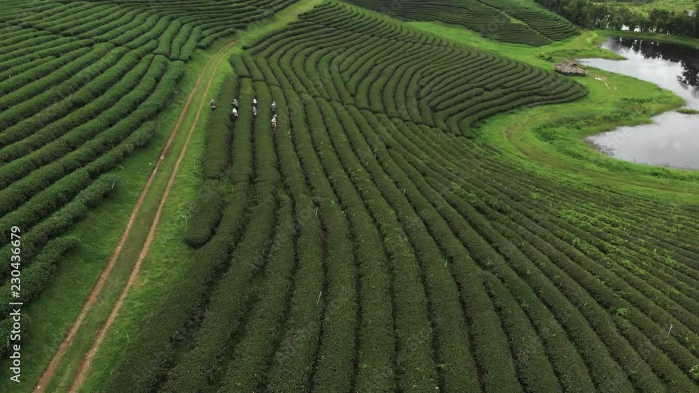 Worker picking up fresh green leave over beautiful tea plantation in Asian country, Chiangrai Thailand Worker picking up fresh green leave over beautiful tea plantation in Asian country, Chiangrai Thailand