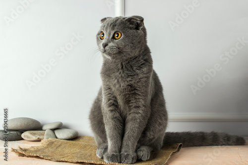 gray scottish fold cat on a white background