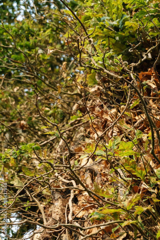 closeup of gnarled branches on an old tree closeup of gnarled branches on an old tree