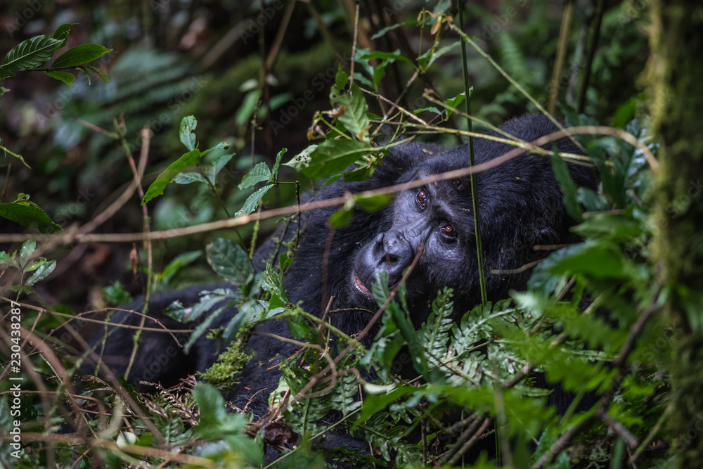 Mountain gorillas in the rainforest. Uganda. Bwindi Impenetrable Forest National Park. An excellent illustration Mountain gorillas in the rainforest. Uganda. Bwindi Impenetrable Forest National Park. An excellent illustration