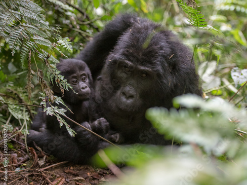 Mountain gorillas in the rainforest. Uganda. Bwindi Impenetrable Forest National Park. An excellent illustration © vaclav
