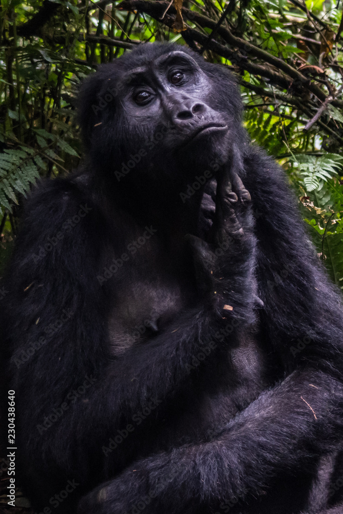 Mountain gorillas in the rainforest. Uganda. Bwindi Impenetrable Forest National Park. An excellent illustration Mountain gorillas in the rainforest. Uganda. Bwindi Impenetrable Forest National Park. An excellent illustration