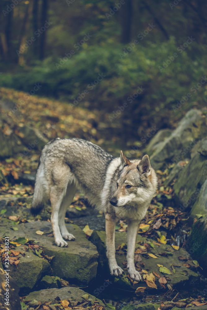 Obraz premium Autumn portrait of white, grey, reddish and black Czechoslovakian wolfdog standing on stones covered with yellow and orange leaves, looking sideways, dark blurry background, vertical image