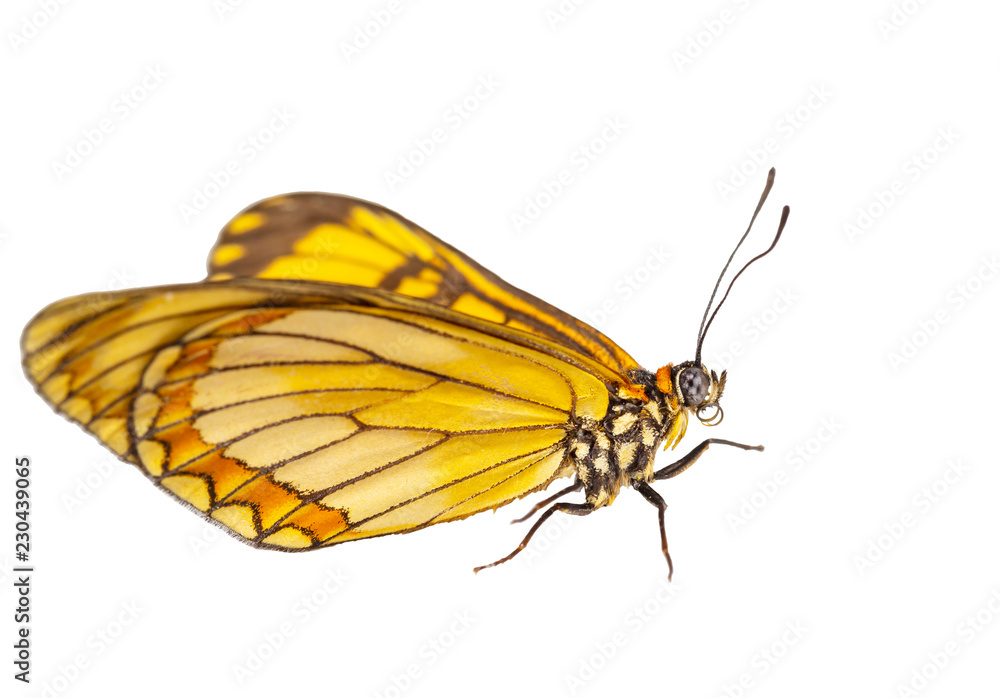 Fototapeta premium Isolated hide view of yellow coster butterfly ( Acraea issoria ) on white