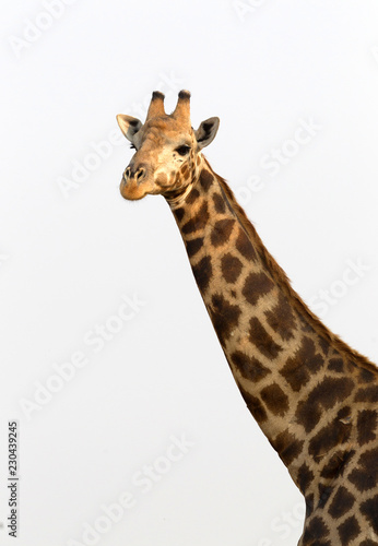 Adult giraffe in Namibia © michaklootwijk