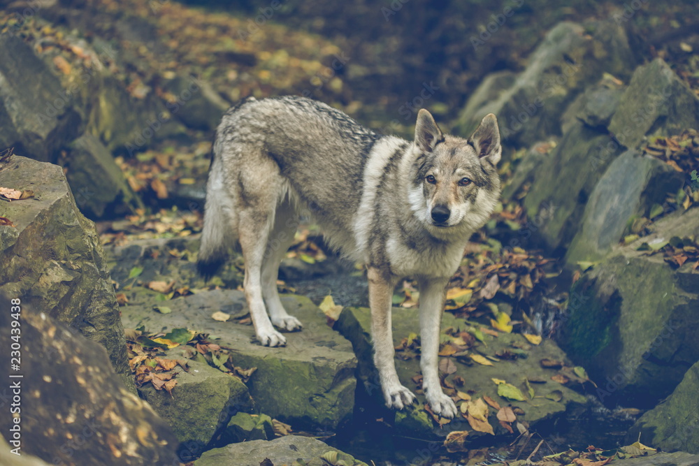 Fototapeta premium Autumn portrait of white, grey, reddish and black Czechoslovakian wolfdog standing on stones covered with yellow and orange leaves, looking straight ahead, dark blurry background, dangerous