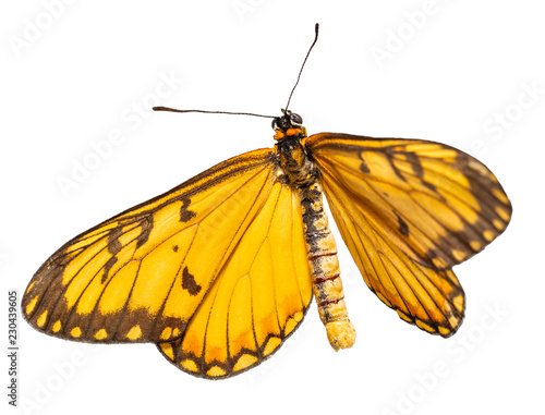 Isolated dorsal view of yellow coster butterfly ( Acraea issoria ) on white photo