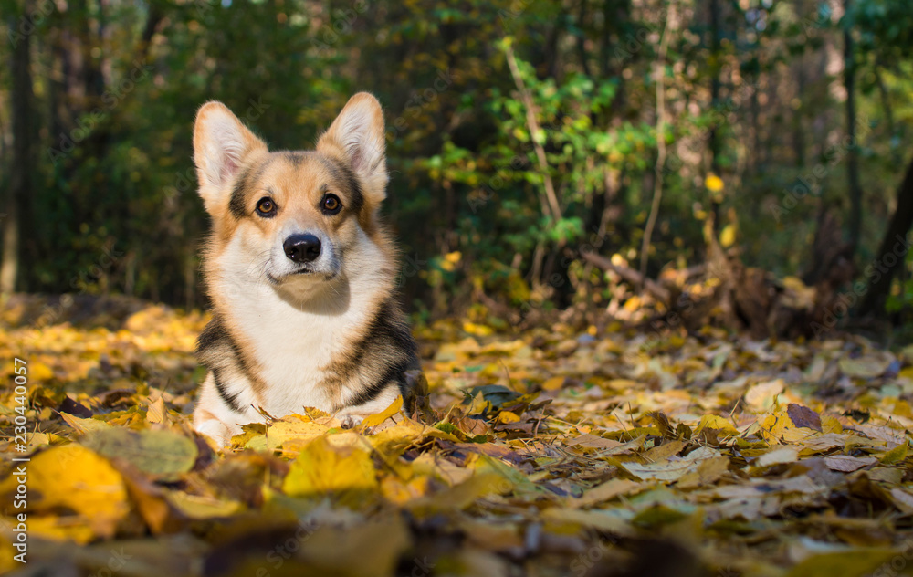 Dog breed Welsh Corgi Pembroke on a walk in a beautiful autumn forest. Dog breed Welsh Corgi Pembroke on a walk in a beautiful autumn forest.