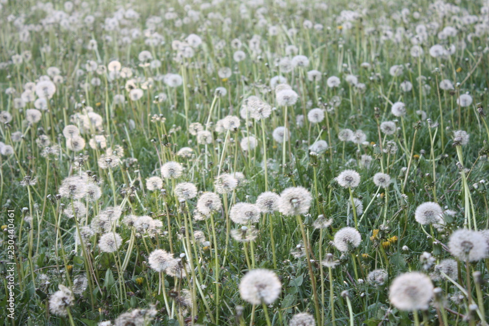 field of white flowers, dandelions field of white flowers, dandelions