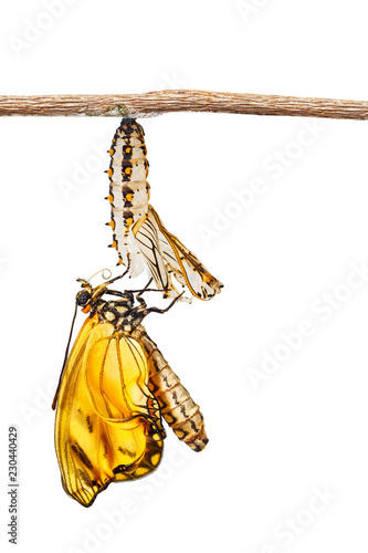 Isolated emerged yellow coster butterfly ( Acraea issoria ) hanging on pupa shell and twig on white photo