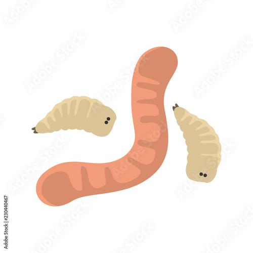 Obraz na plátne Worm and maggot fishing bait color vector icon. Flat design