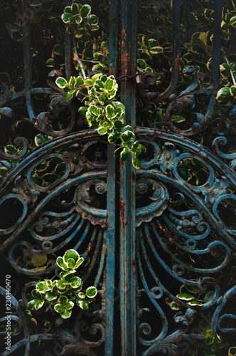 closed rusted ornament old iron gate overgrown with wild bush