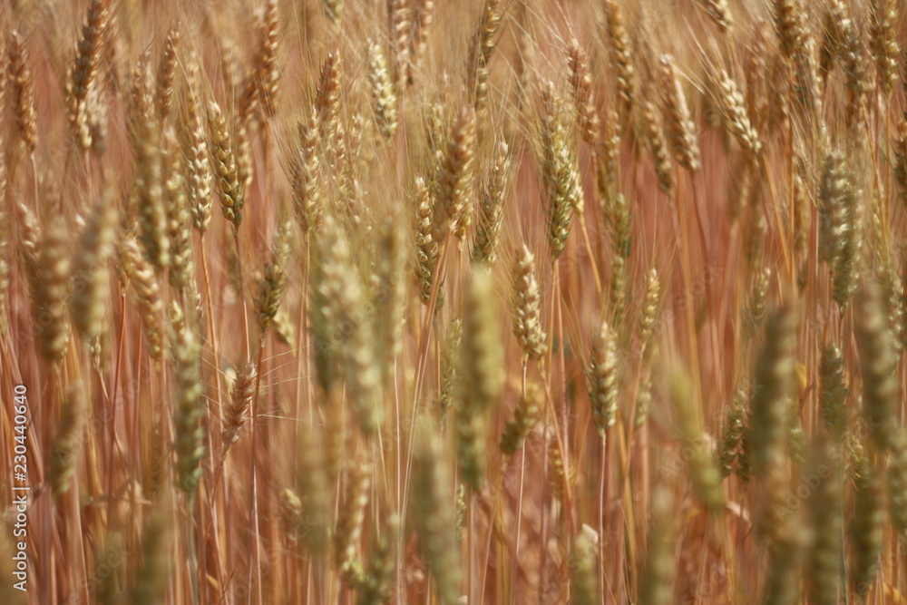 Fototapeta premium field of wheat
