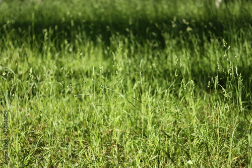 grass with water drops