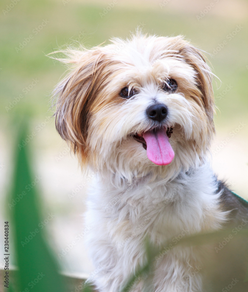 Cute Dog portrait outdoors in nature
