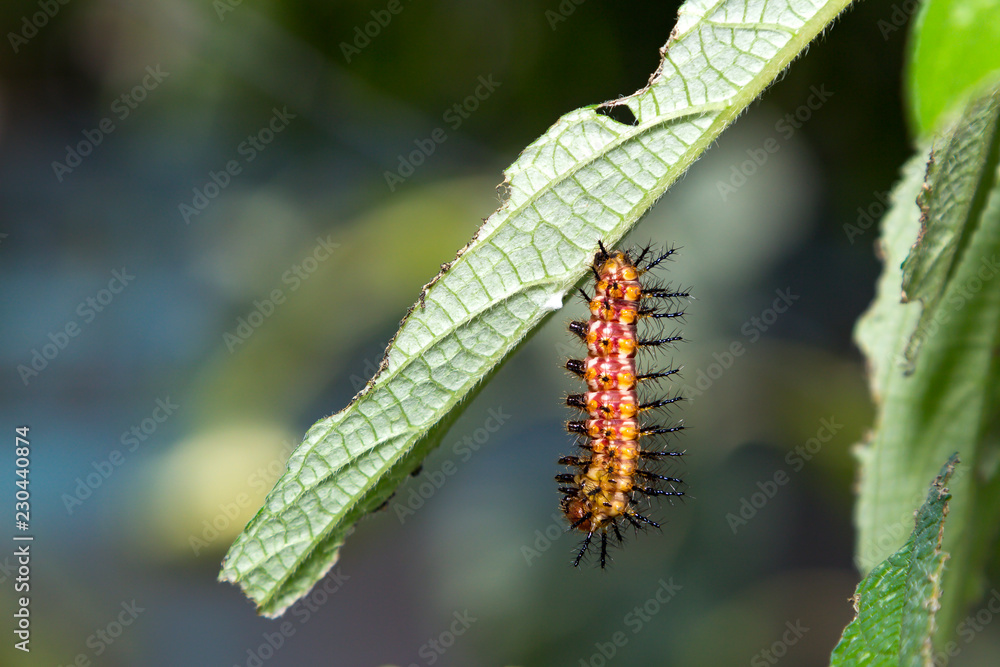 Caterpillar of yellow coster butterfly ( Acraea issoria ) resting on host plant leaf